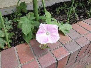 グリーンカーテンを設置しました