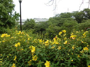 キンシバイ（金糸梅）