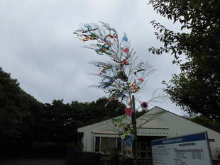 もうすぐ七夕☆彡