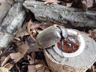 カブト虫の展示