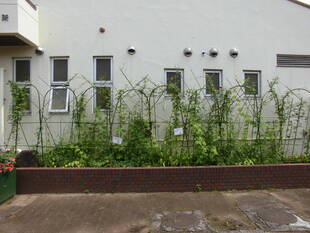 グリーンカーテンが成長しました