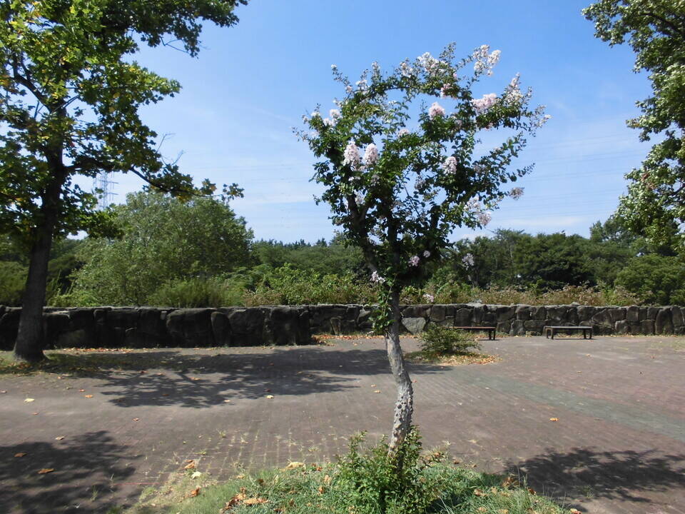 サルスベリの花が満開ですの写真