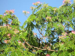 ネムノキ　二度咲きしました