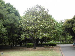 タイザンボクの実