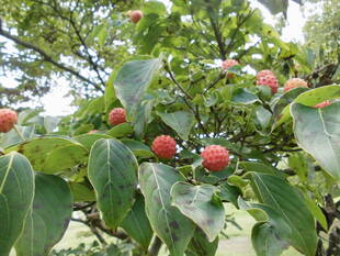 ヤマボウシの実