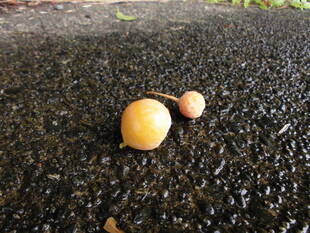 銀杏（ギンナン）