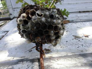 ハチに気を付けて！