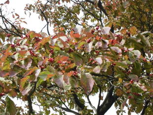 ハナミズキの赤い実