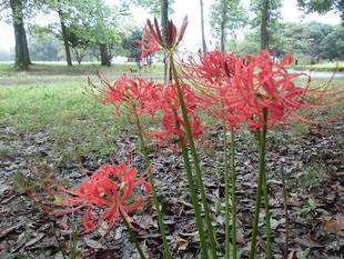 彼岸花（マンジュシャゲ）