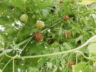 フウセンカズラ