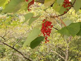 イイギリ（飯桐）