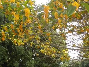 キンモクセイ（金木犀）