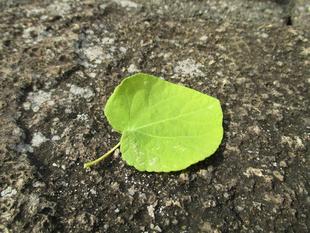カツラの葉の香り
