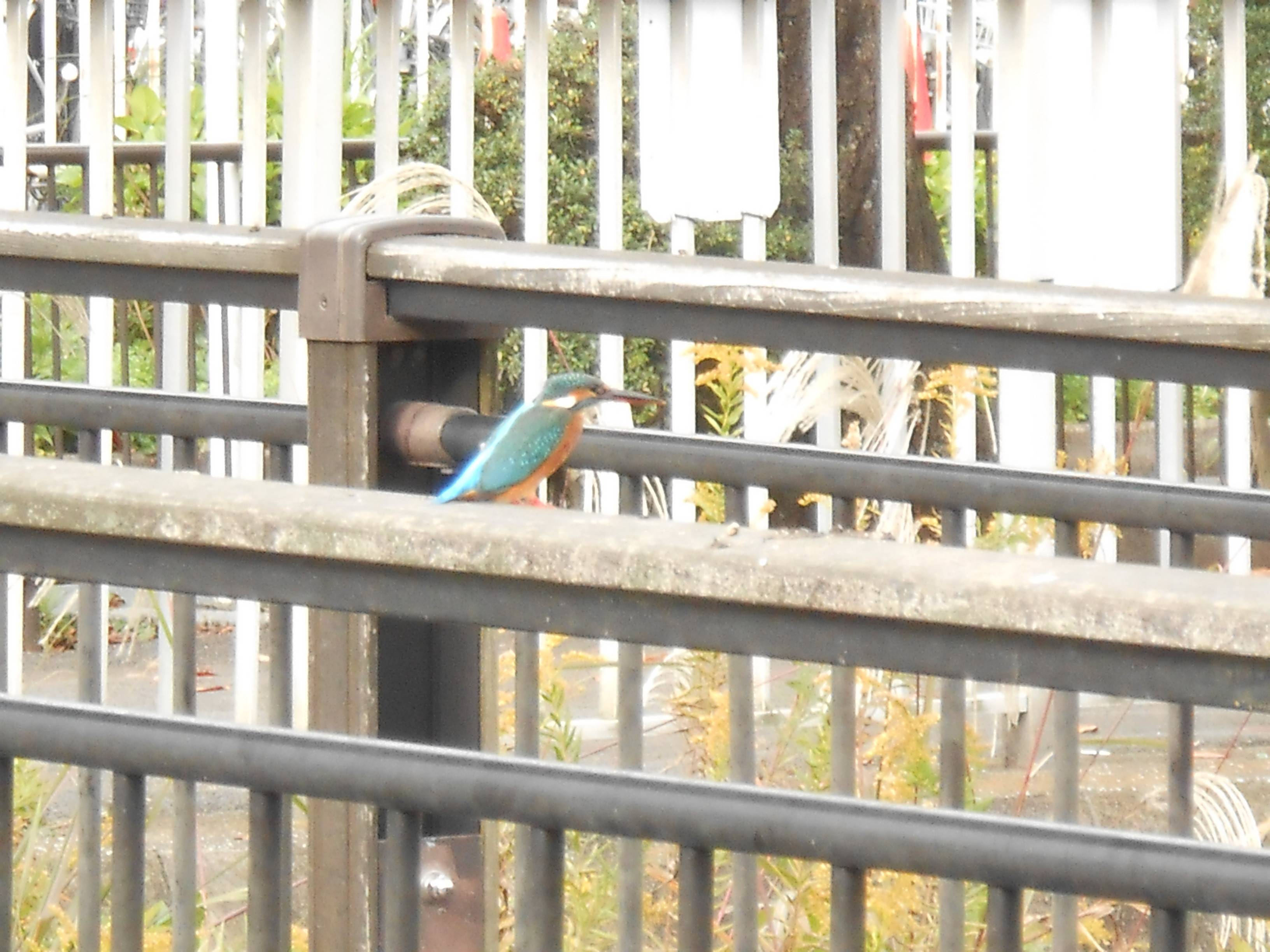 カワセミの写真