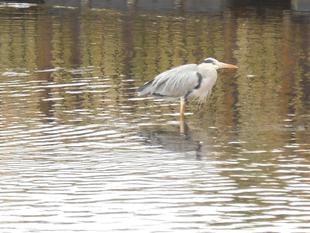 アオサギ（蒼鷺）