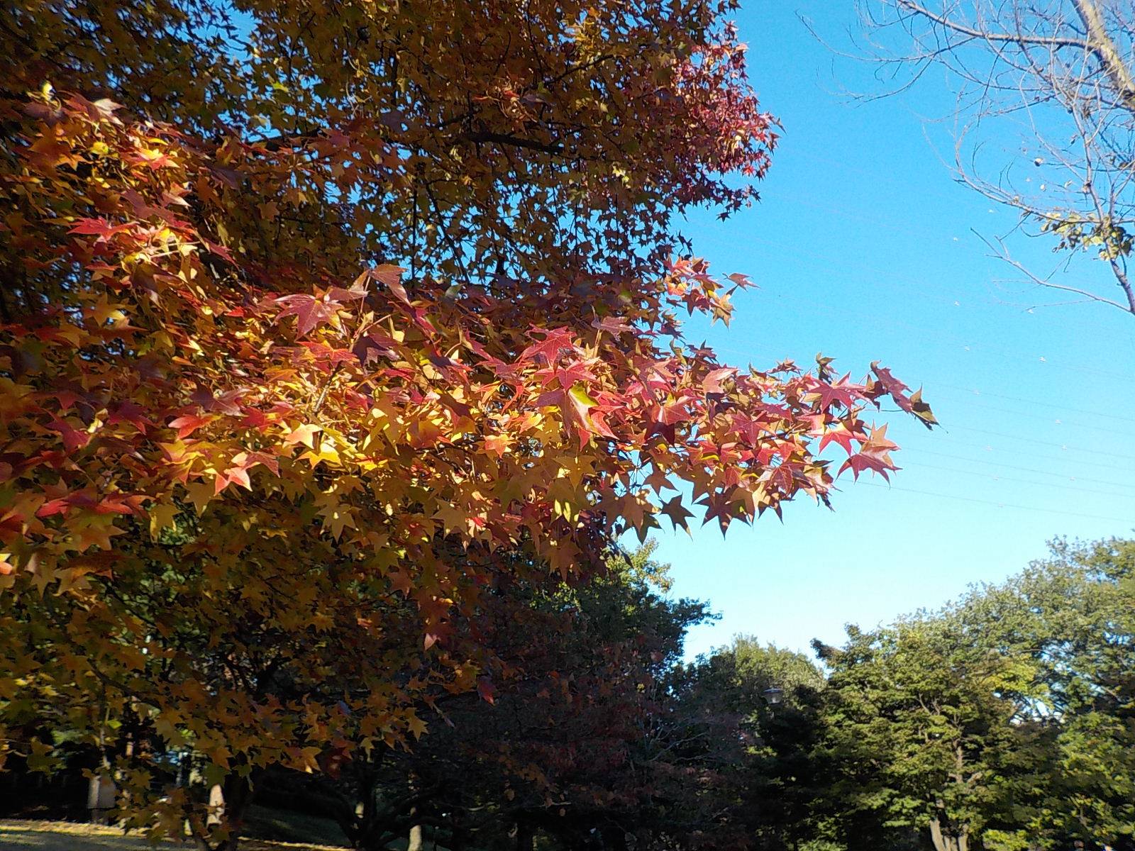 紅葉の写真
