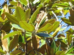 タイサンボクの実