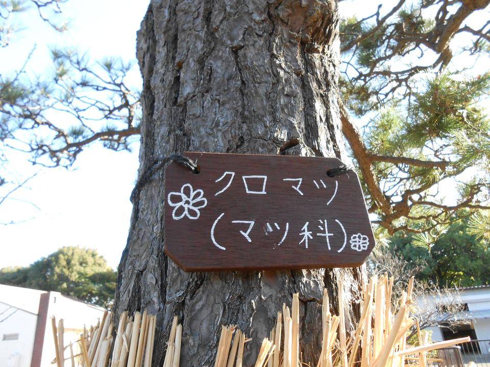 樹名板の作成の写真