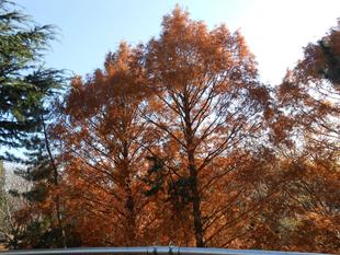 メタセコイヤの紅葉