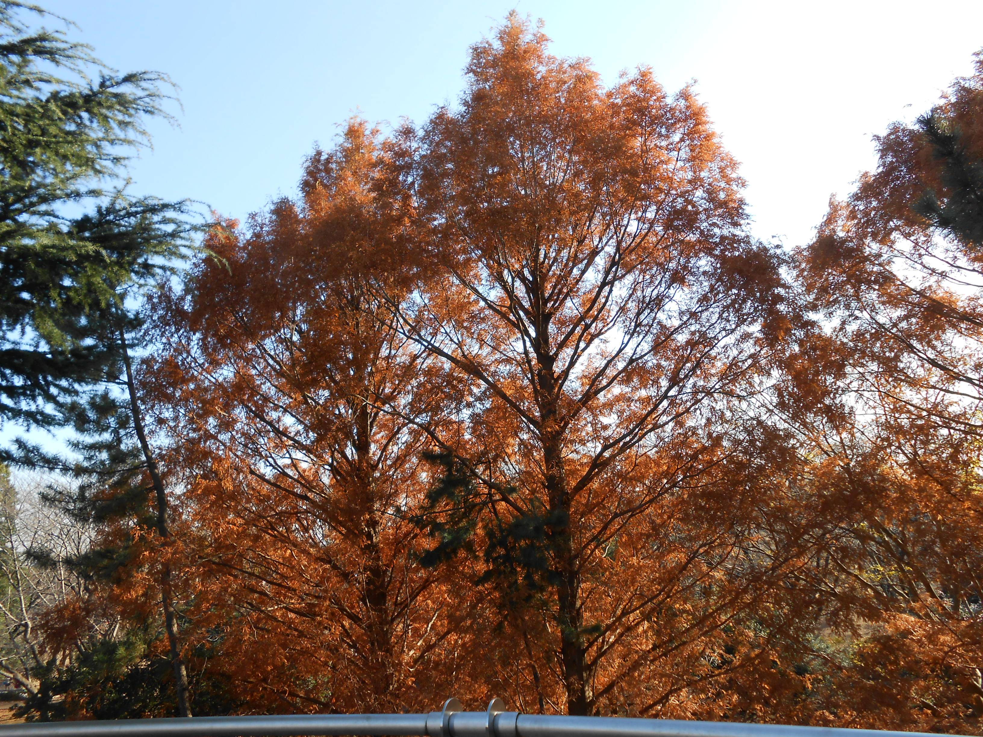 メタセコイヤの紅葉の写真