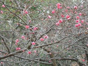「紅梅」の開花