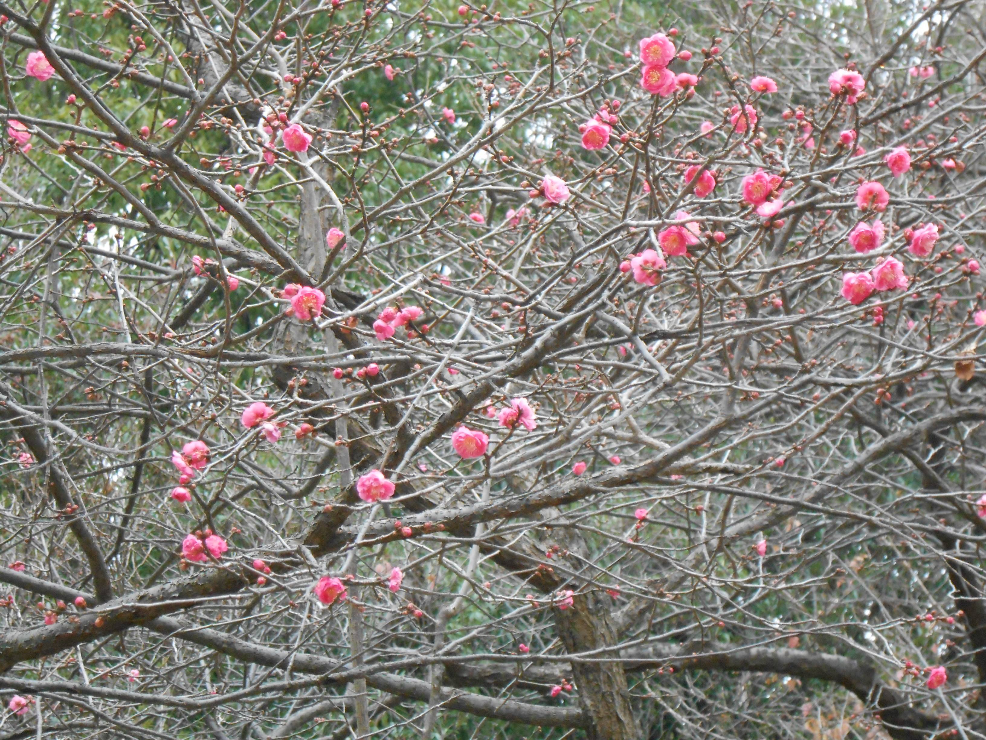 「紅梅」の開花の写真