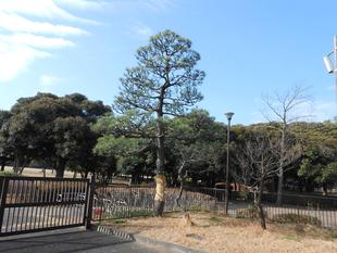 松のお手入れ「もみあげ」