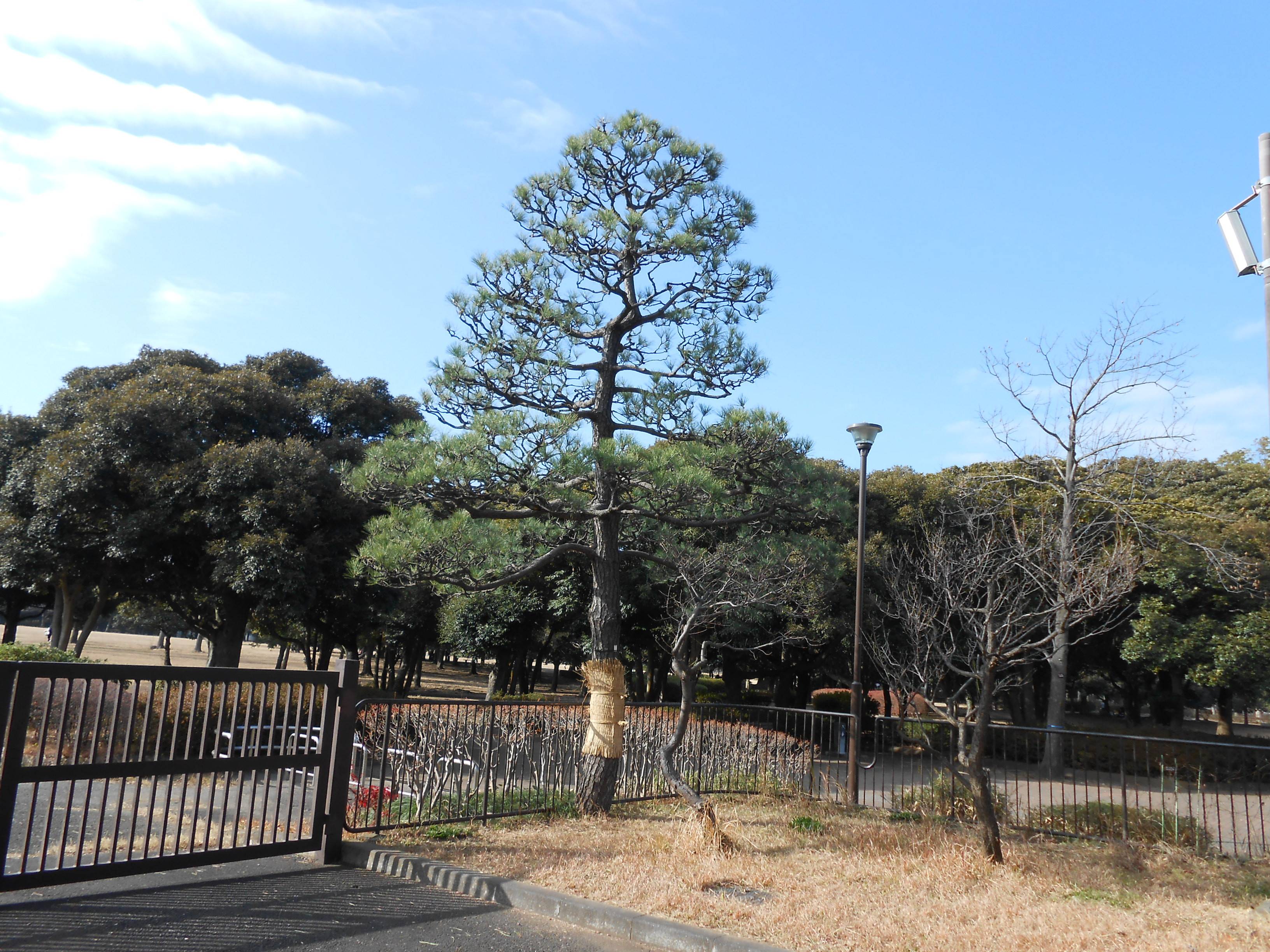 松のお手入れ「もみあげ」の写真