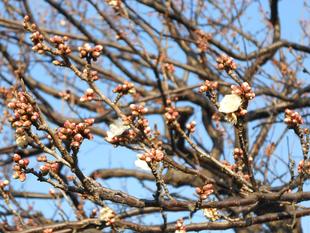 「白梅」の開花