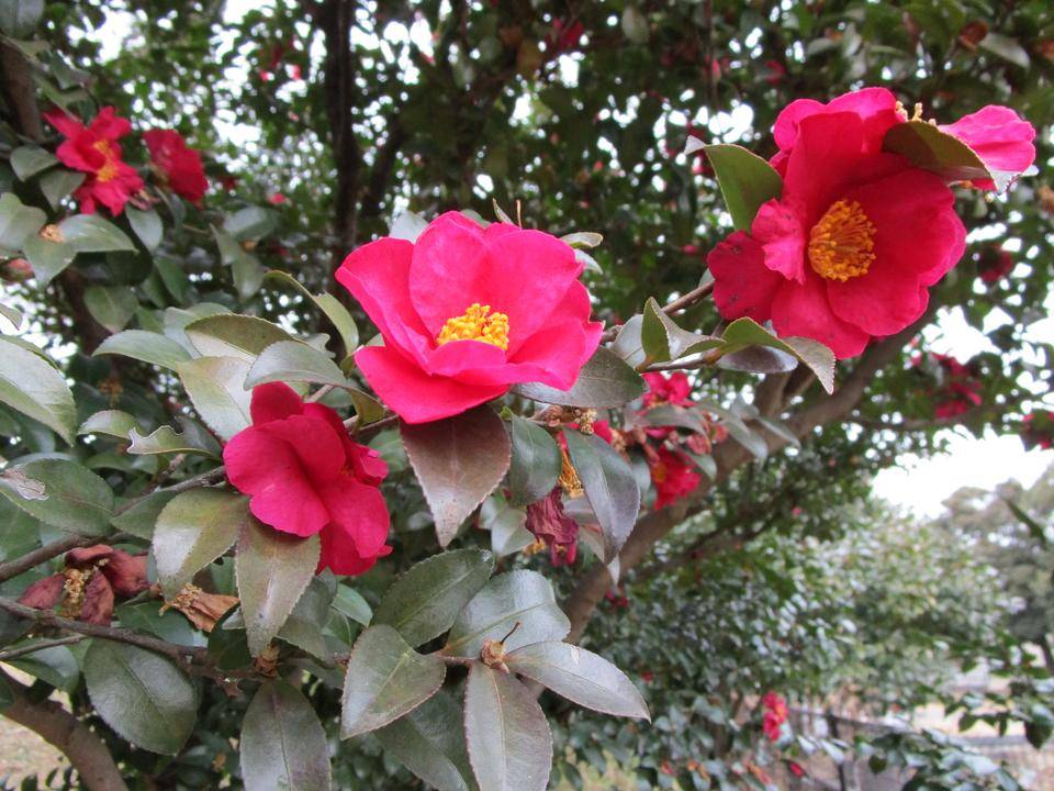 椿と山茶花の簡単な見分け方の写真