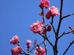 梅五分咲きです