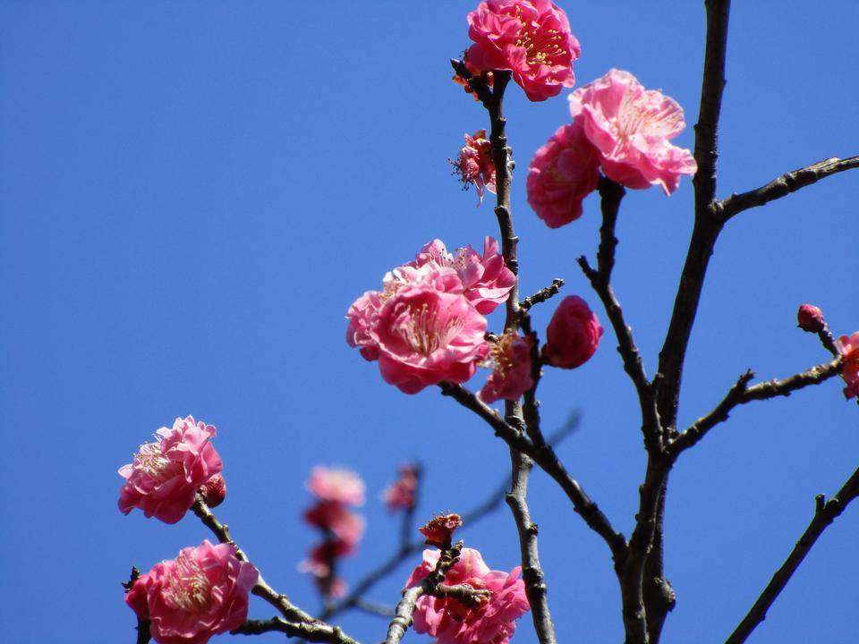 梅五分咲きですの写真