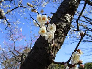 梅が満開です