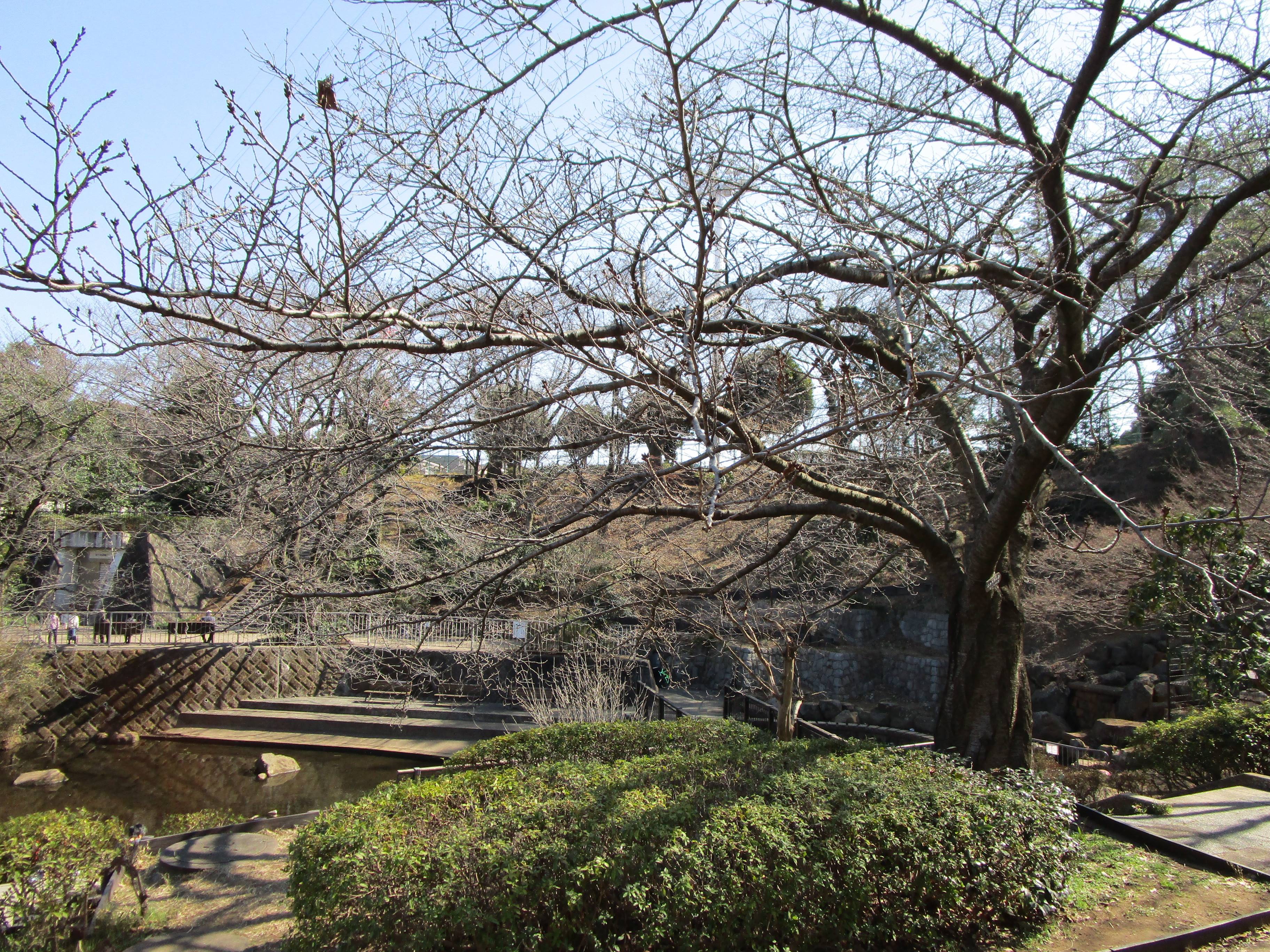 2021桜前線(番外編)の写真