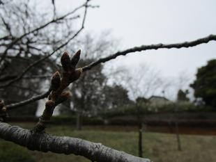 2021桜前線（番外編その２）