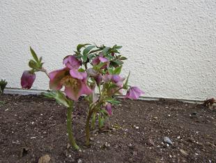 クリスマスローズ