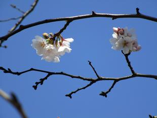2021桜前線(番外編 その3)