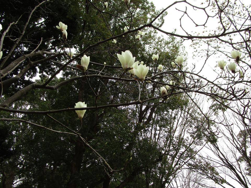 ハクモクレン(白木蓮)の写真