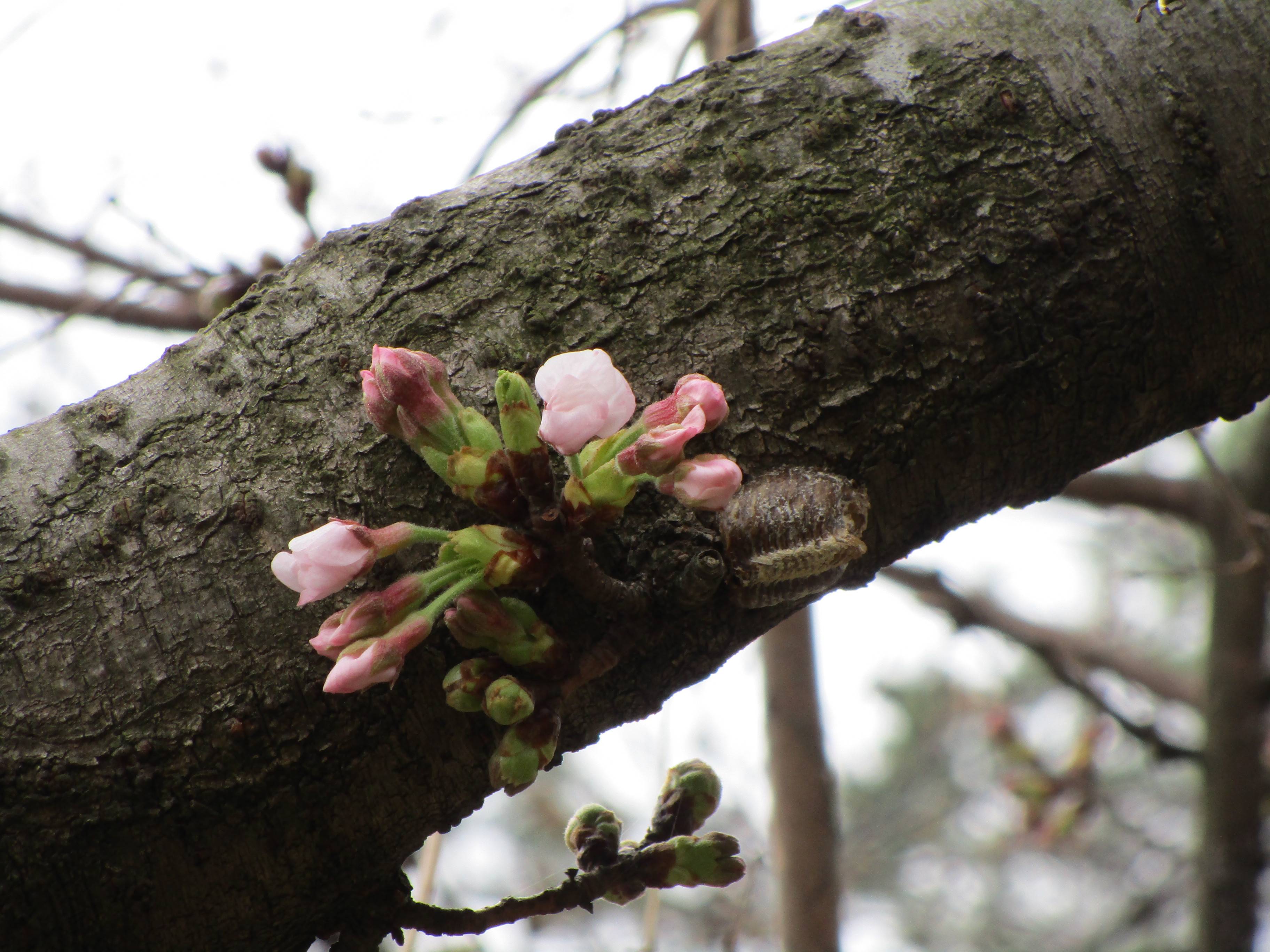 2021桜前線(№1)の写真
