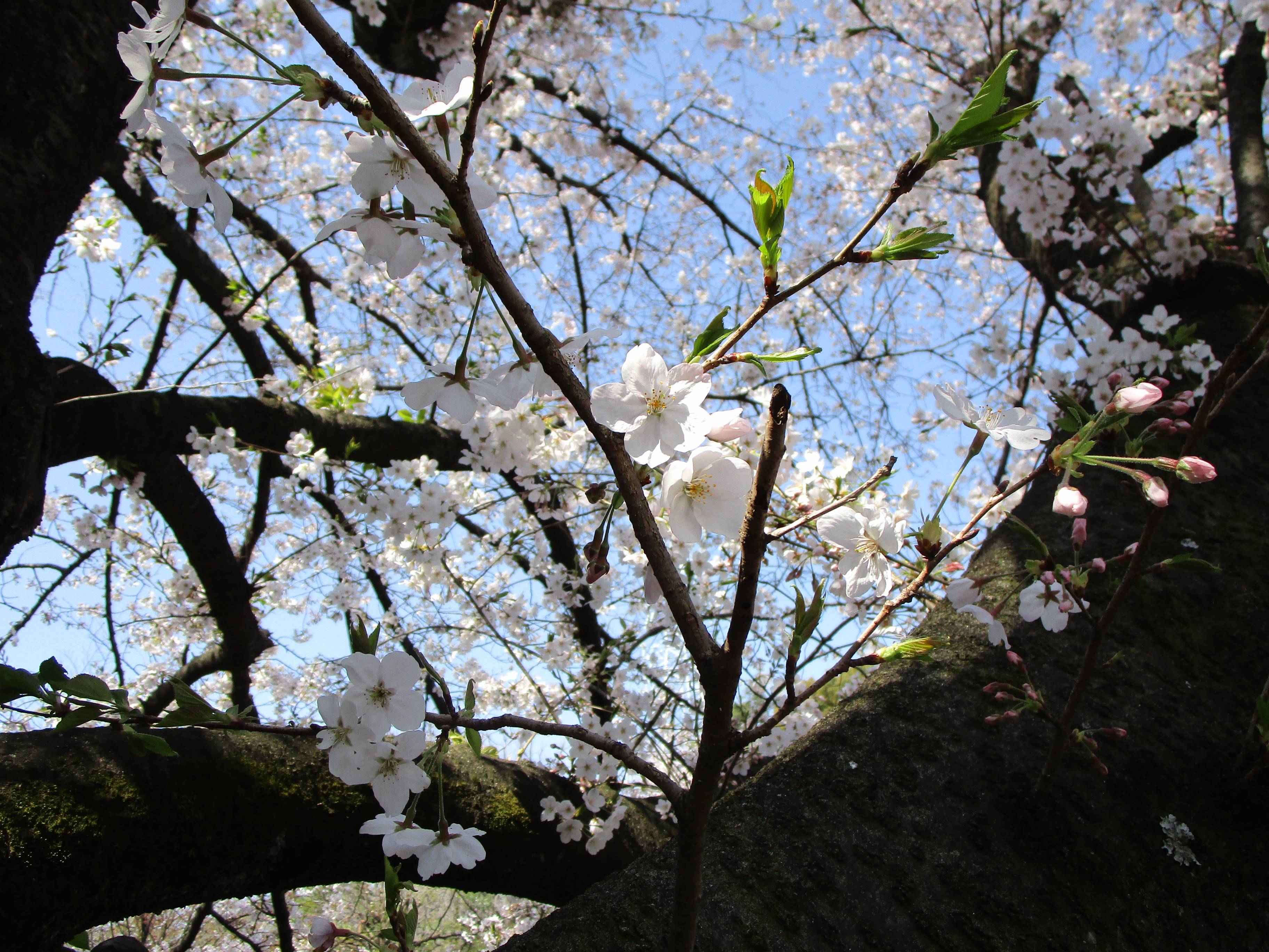2021桜前線(№3)の写真