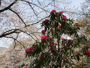 シャクナゲ(石楠花)の花