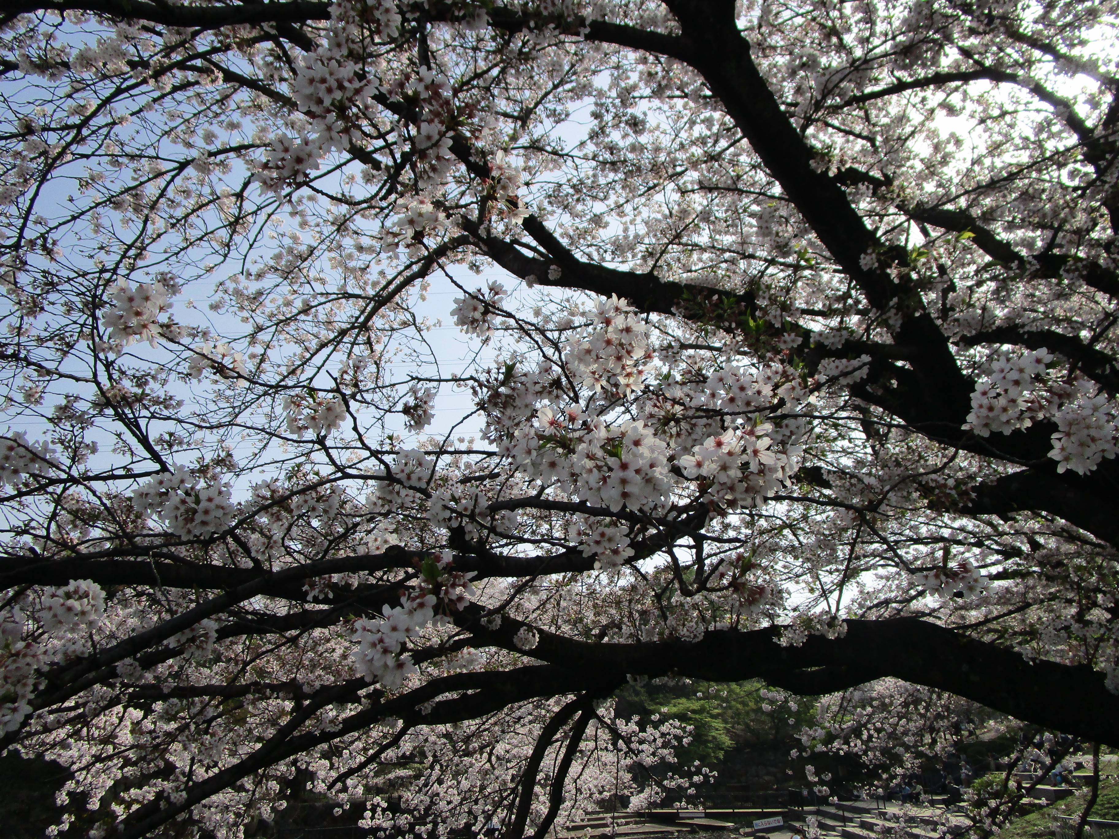 2021桜前線(№4)の写真