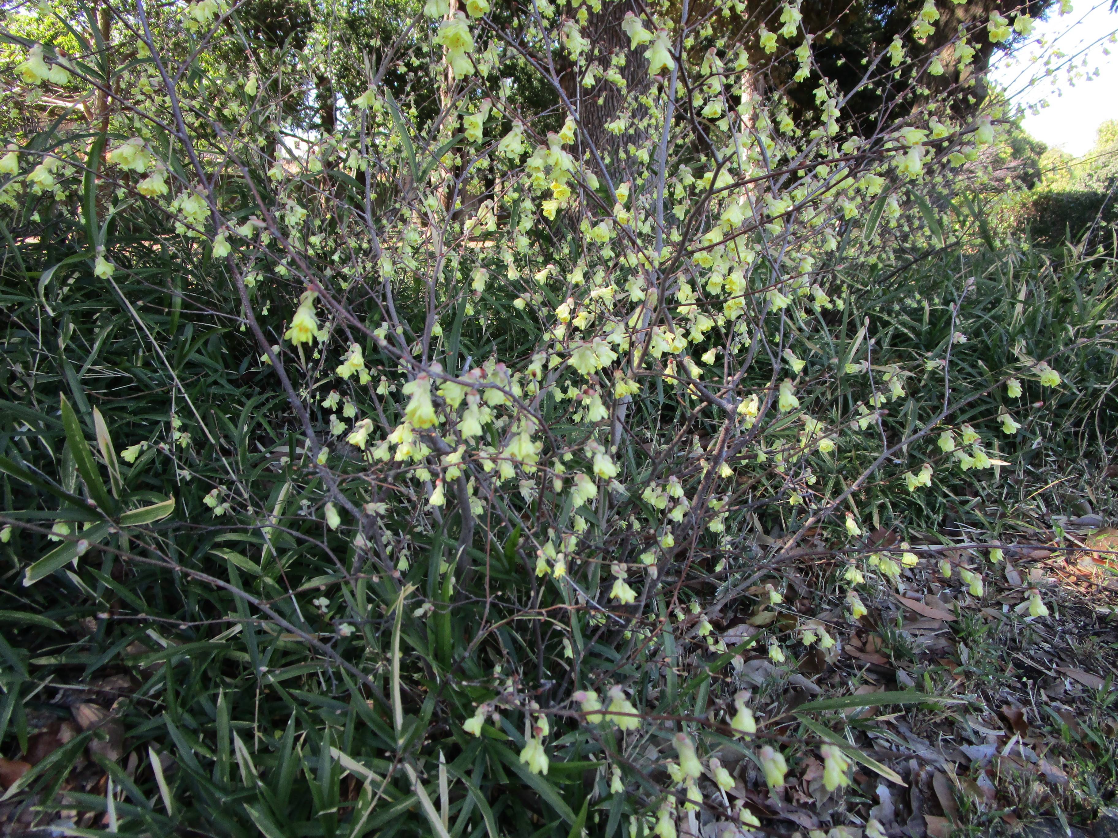 ヒュウガミズキ(日向水木)の写真