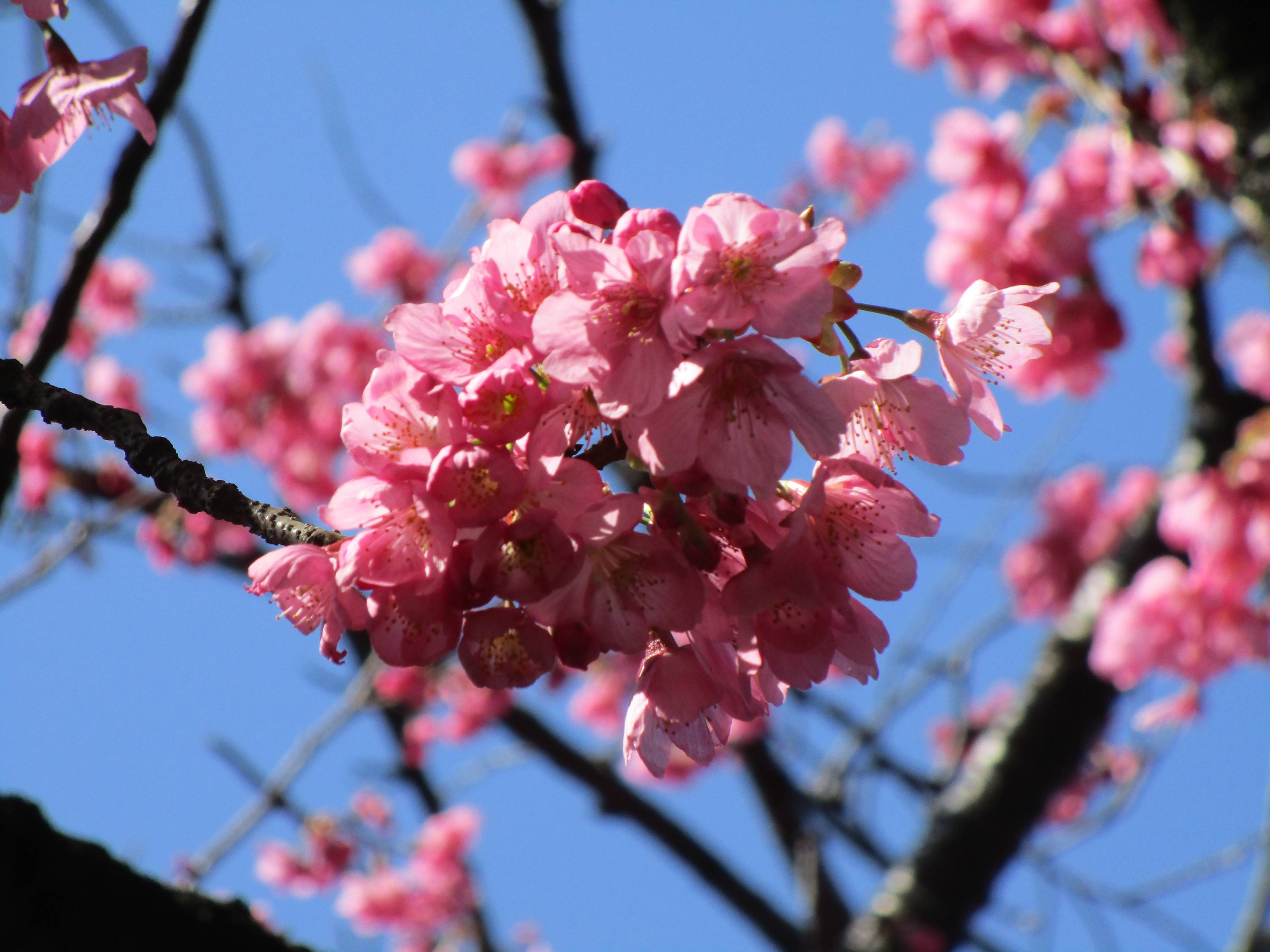 2021桜前線(№2)の写真