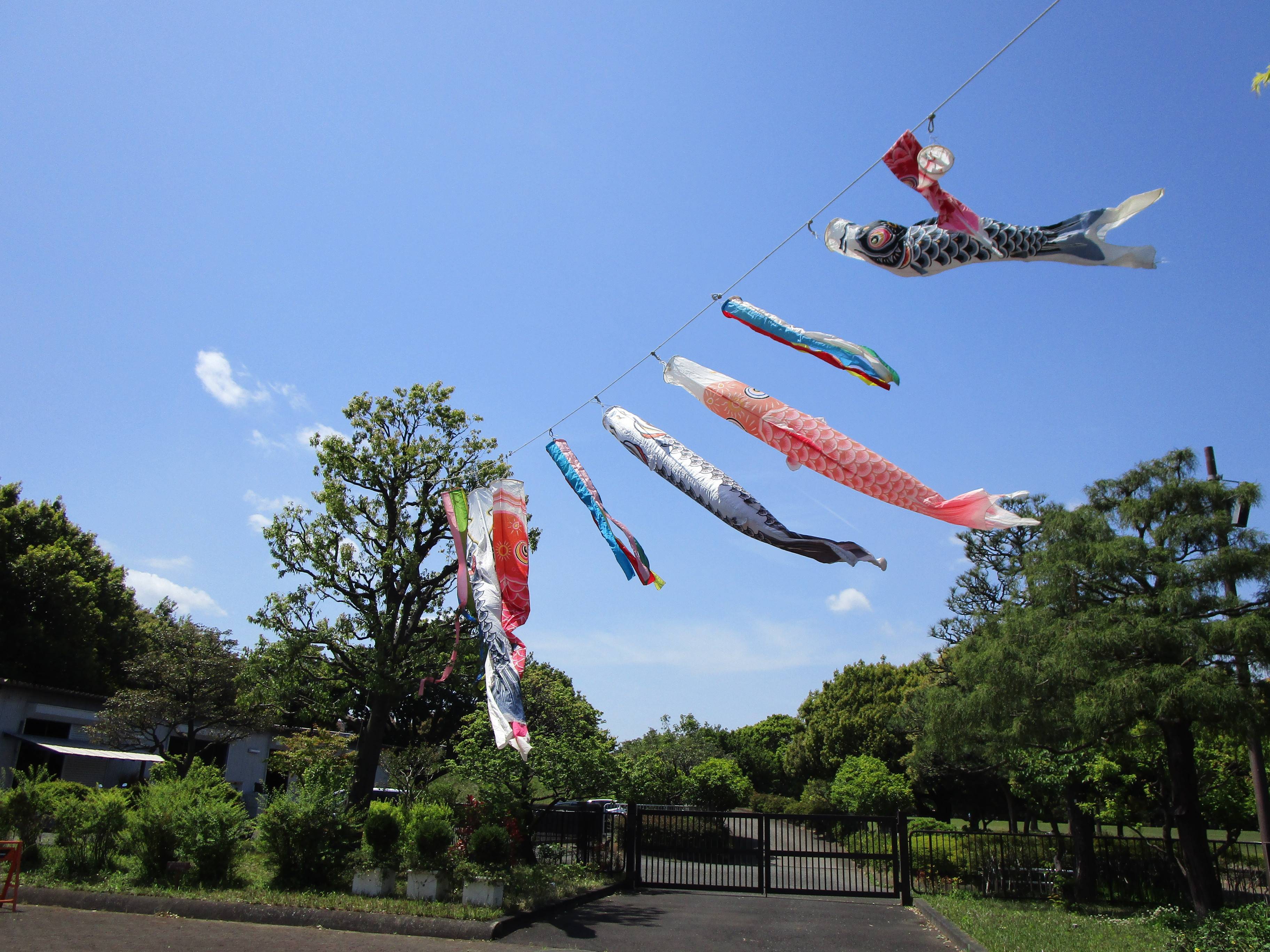 こいのぼりの写真