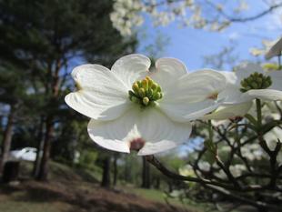ハナミズキ(花水木)