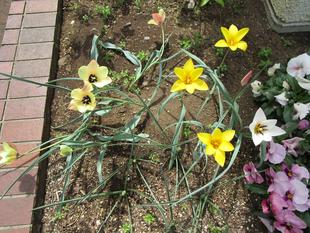 原種チューリップ