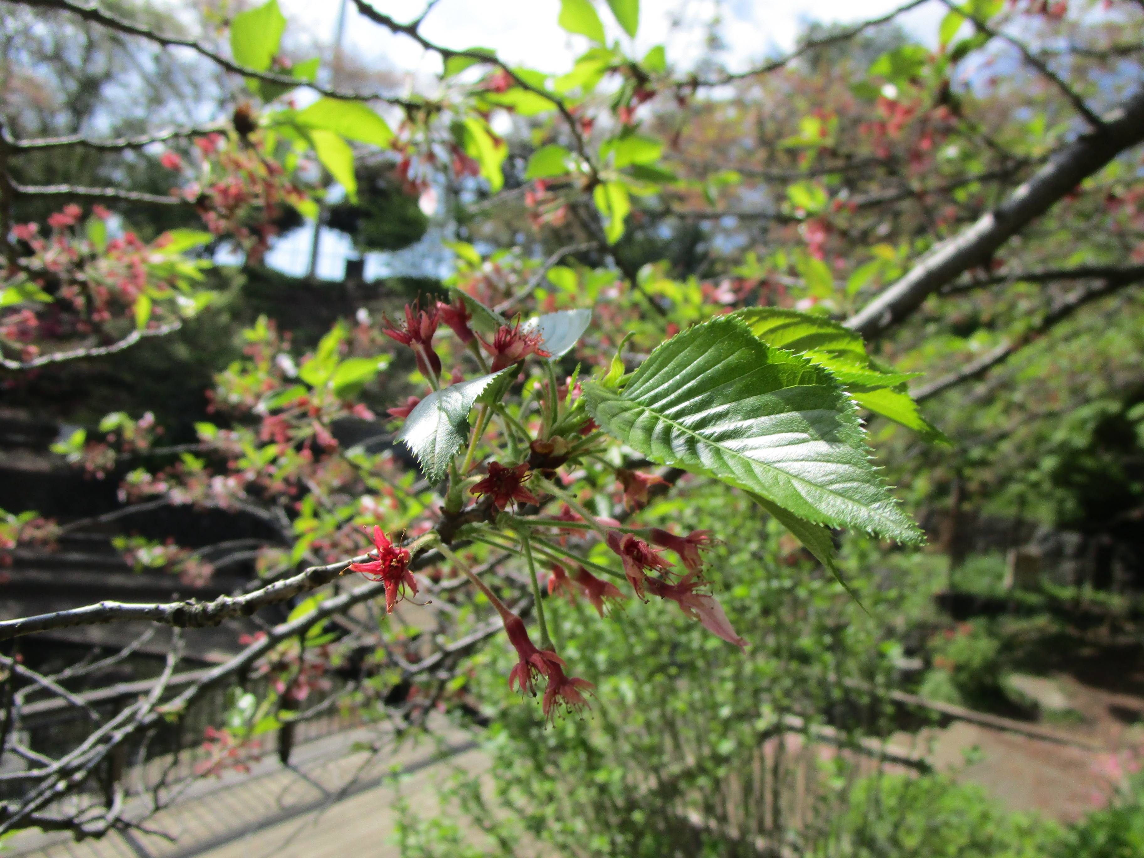 2021桜前線(№5)の写真