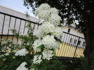 コデマリ（小手毬）