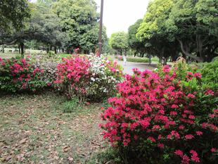 サツキとツツジ